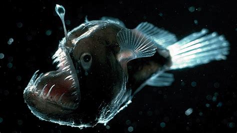 Deep Sea Anglerfish