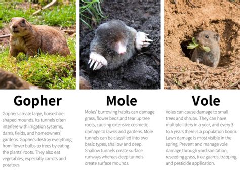 gopher-mole-vole-identification - Wildlife Pros