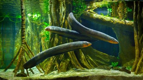 Freshwater Aquarium Eels Species - Types & Guide » Petsoid