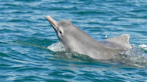 New Species of Humpback Dolphin Discovered