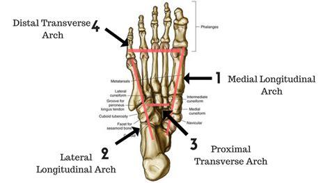 The Arches Of The Foot Longitudinal Transverse TeachMeAnatomy ...