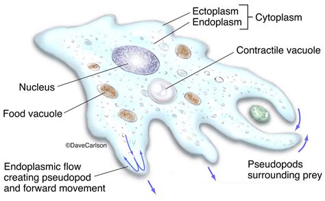 Amoeba Anatomy | | Carlson Stock Art