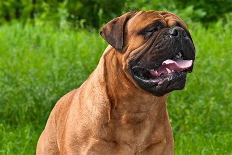 Bullmastiff - Dog Breed Health, History, Appearance, Temperament, and ...