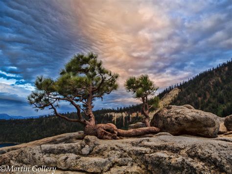 Lake Tahoe Trees 140614-204-Edit by MartinGollery on DeviantArt