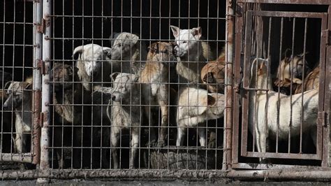 Dog Meat Trade - Humane Society International