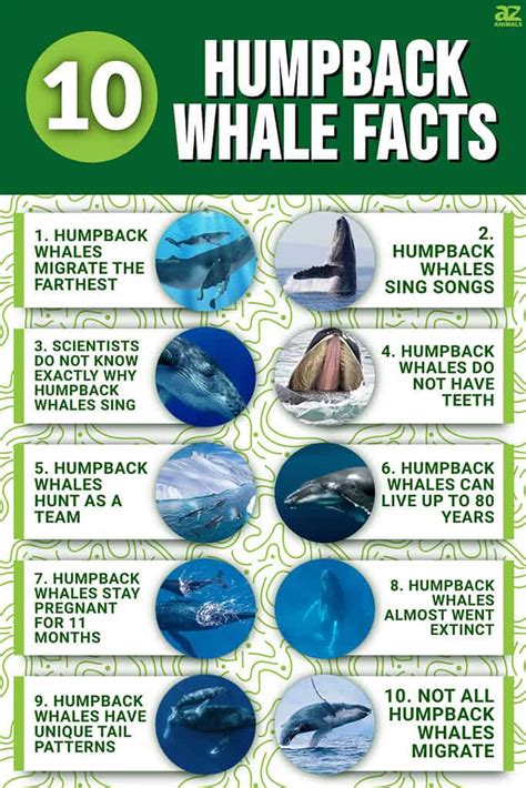 10 Essential Facts About Humpback Whales - A-Z Animals