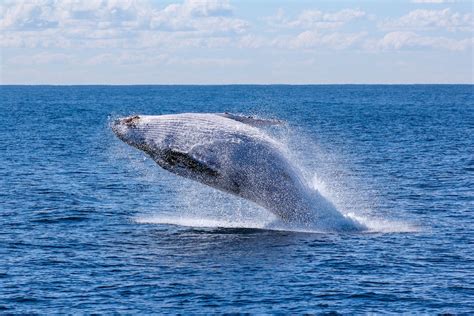 Gray whale breaching. Photo by Georg Wolf on Unsplash. - Maine Island ...