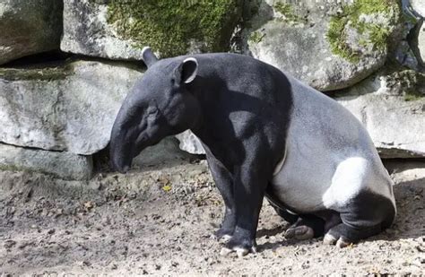 Tapir - Descriptions, Habitats, Images, Diets, and Interesting Facts