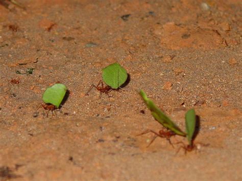 The Biomimicry Manual: What Can Leaf-Cutter Ants Teach Us About Farming?