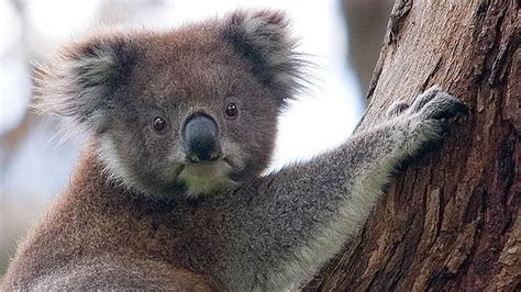 Why Koalas Have Human Fingerprints