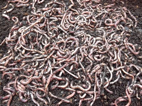 SMALL DENDROBAENA WORMS | Yorkshire Worms