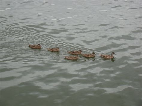 Gadwall Ducklings - The HUDSON RIVER PARK Companion