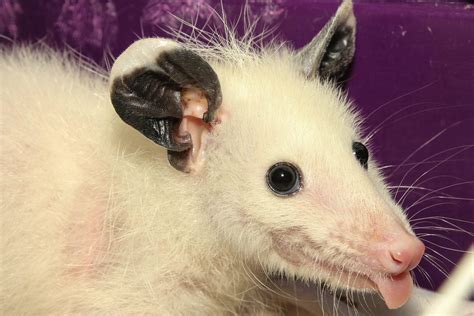 Leucistic baby opossum I’m keeping, for educational purposes. He can’t ...