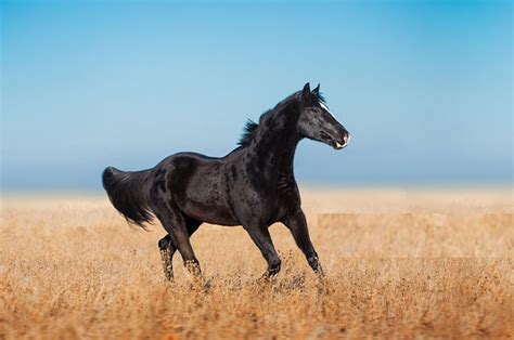 The black horse breeds-a very special black horse - Pet Furry Care