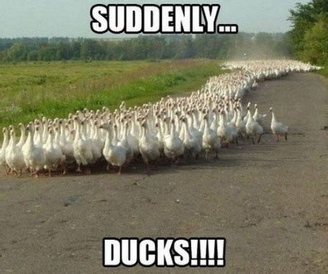 ARMY OF DUCKS!!!! - Meme by TheShaSha :) Memedroid