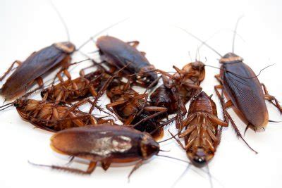 A Look at the Health Dangers of a Cockroach Infestation