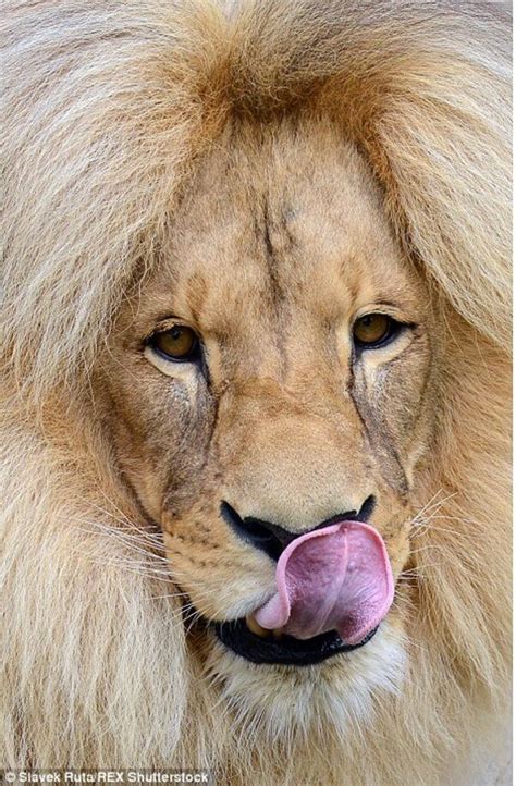 Leon the Lion Shows Off His Perfectly Styled Bouffant Locks As His Mane ...