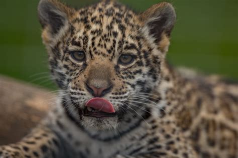 Jaguar Cub - Wildlife Shots