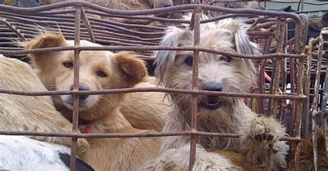 Western tourists fuel South-East Asia dog meat trade