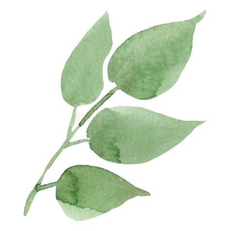 Watercolor leaf stock illustration. Illustration of fern - 511788