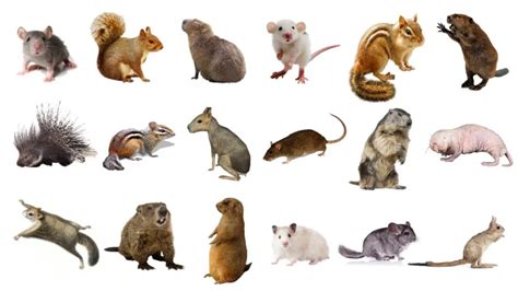 Different Types of Rodents | All You Need To Know!