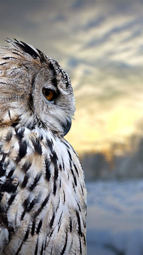 Owl Wallpaper Hd Images Download ~ Owl Wallpapers | Bodenewasurk