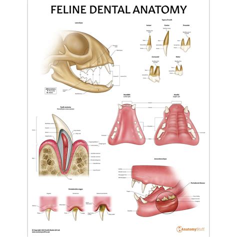 Feline Dental Anatomy Chart | Cat Teeth Jaw Poster