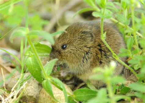 Meadow Vole | The Nature of Delaware