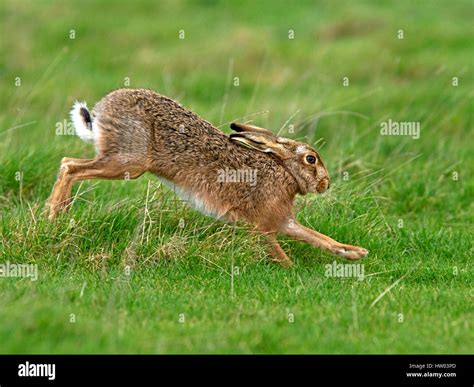 European brown hare running Stock Photo - Alamy