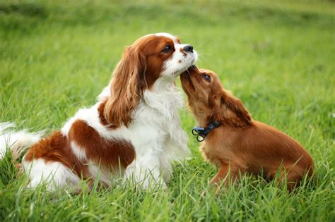 Cavalier King Charles Spaniel Breed Guide - Learn about the Cavalier ...