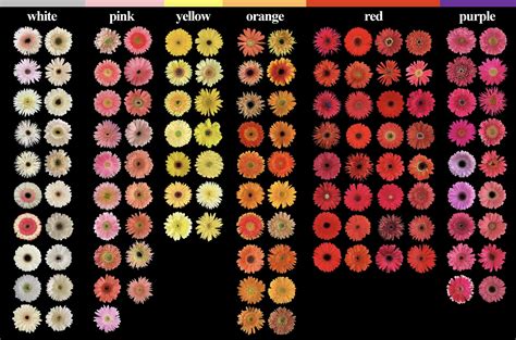 Gerbera Daisy Varieties — Colour Studies