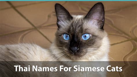 Top 120+ Siamese Cat Names