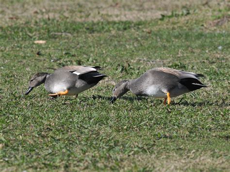 The Online Zoo - Gadwall