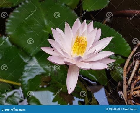 Lotus or Teratai Flower stock photo. Image of daisy - 278656628