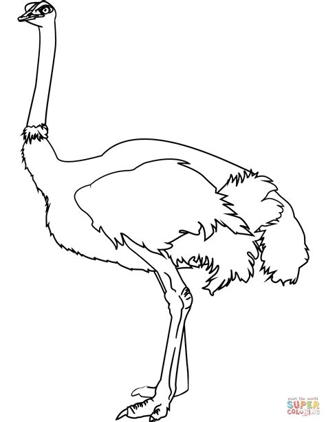 Ostrich coloring page | Free Printable Coloring Pages