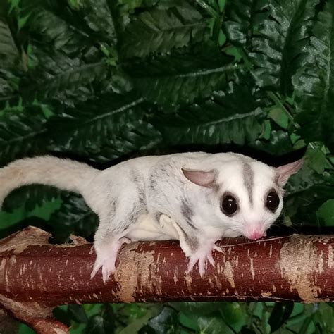 Sugar Glider Colors – The Pet Glider LLC