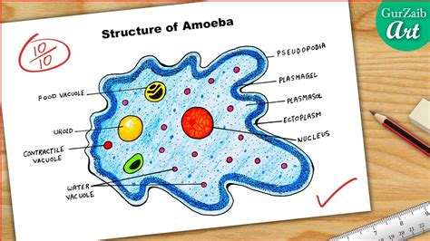 Amoeba Diagram Drawing How To Draw Amoeba Labeled Science Diagram | The ...