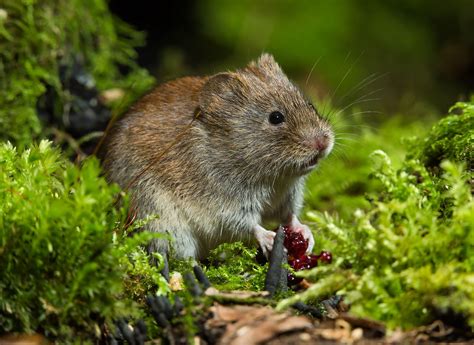 Vole | Description, Types, Rodent Behavior, Habitat, Diet, & Facts ...