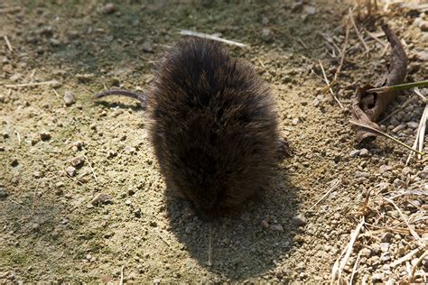 Minnesota Seasons - meadow vole