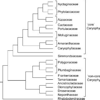 Phylogenetic tree of 'core' Caryophyllales and 'non-core'... | Download ...