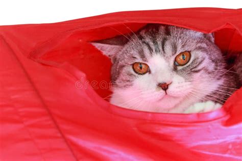 Cat hiding in box. stock photo. Image of young, domestic - 112455878