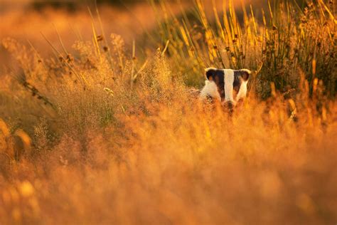 Backlit Badger in habitat - Francis J Taylor Photography