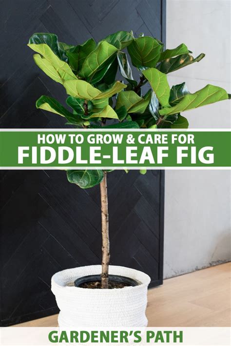 How to Grow and Care for Fiddle-Leaf Fig (Ficus lyrata)