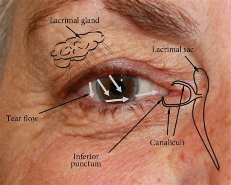 Human Eye Socket Anatomy | Images and Photos finder