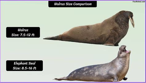 Walrus Size: How Big Are They Compared To Others?