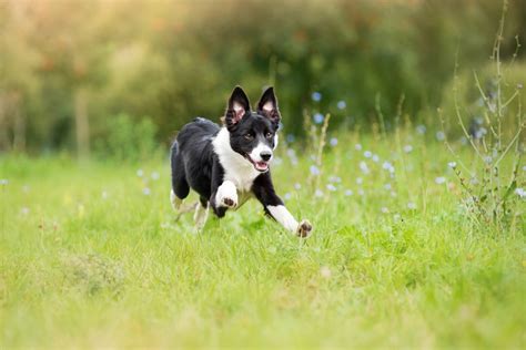 If Your Dog Keeps Running Away, Try These Tips - Tractive