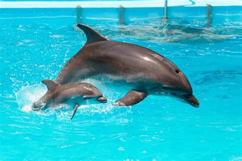 Dolphin Baby Jumping Royalty-Free Images, Stock Photos & Pictures ...