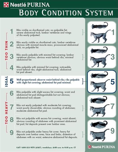 Purina Body Condition Scoring system - important to monitor your cat ...