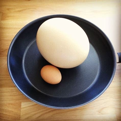 Ostrich eggs – Little Rowater Farm Shop