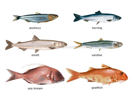 FOOD & KITCHEN :: FOOD :: BONY FISHES [1] image - Visual Dictionary Online